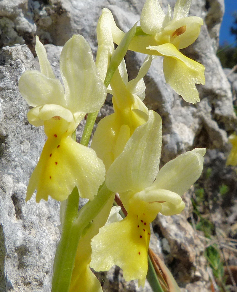 Orchidea dai pochi fiori